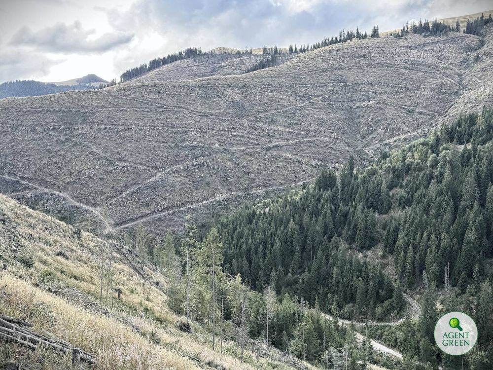 Rezultatele IFN-III arată degradarea accelerată a pădurilor din ţara noastră